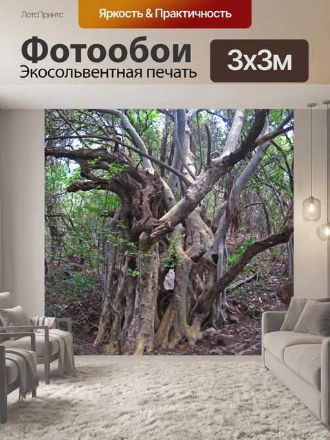 Фотообои старое дерево с множеством стволов