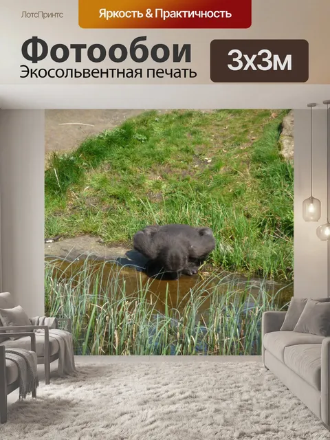 Фотообои Насколько горилла