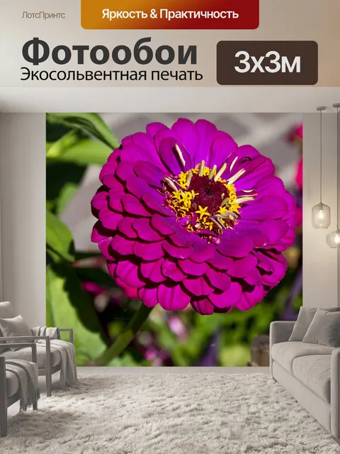 Фотообои розовый цветок циннии