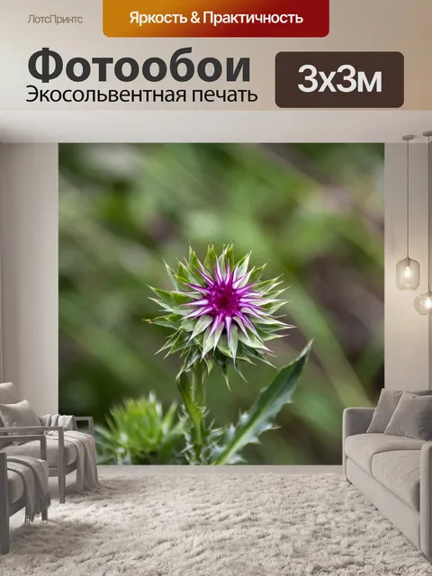 Фотообои Цветок чертополоха