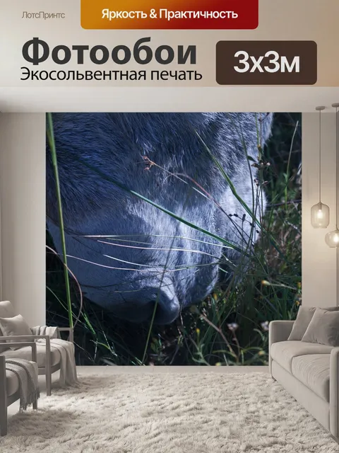 Фотообои вид морды и ноздри осла