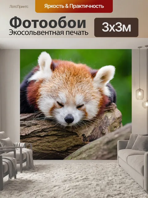 Фотообои Red Panda, Ailurus fulgens