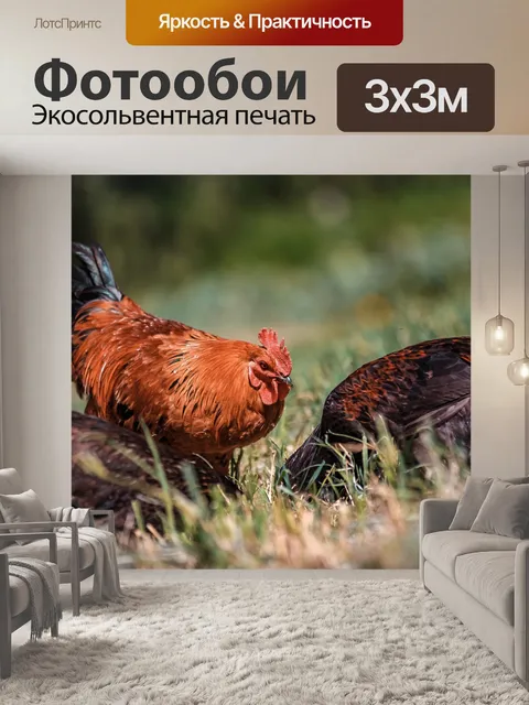 Фотообои Куры
