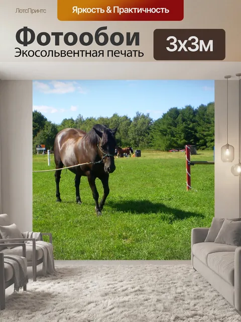 Фотообои Черная лошадь