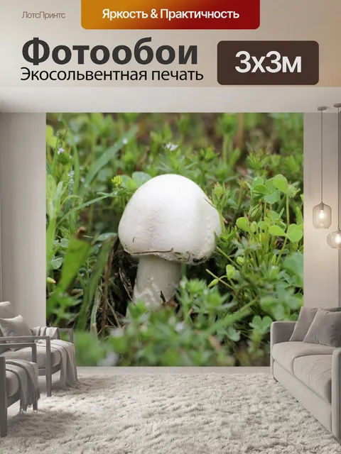 Фотообои Маленький белый гриб