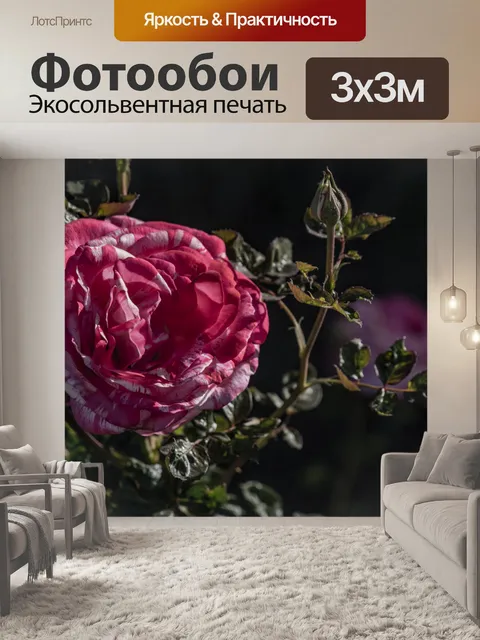 Фотообои Розовая и белая роза