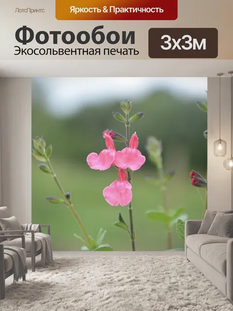 Фотообои Цветок шалфея