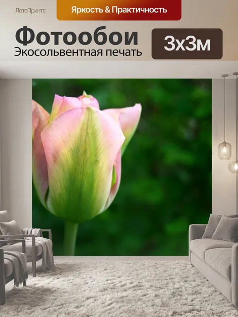 Фотообои Тюльпан