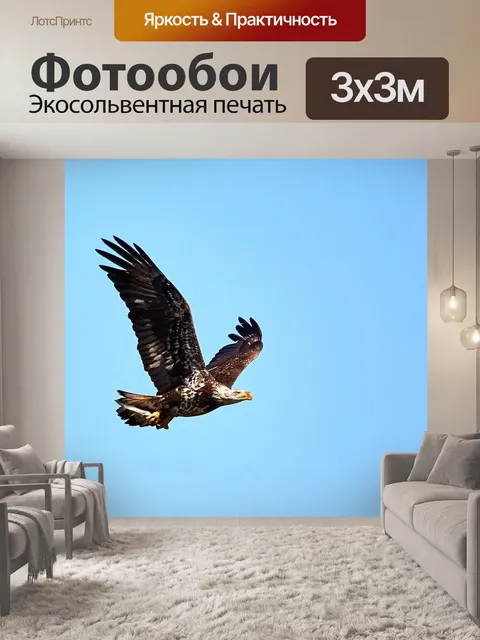 Фотообои Белоголовый орлан