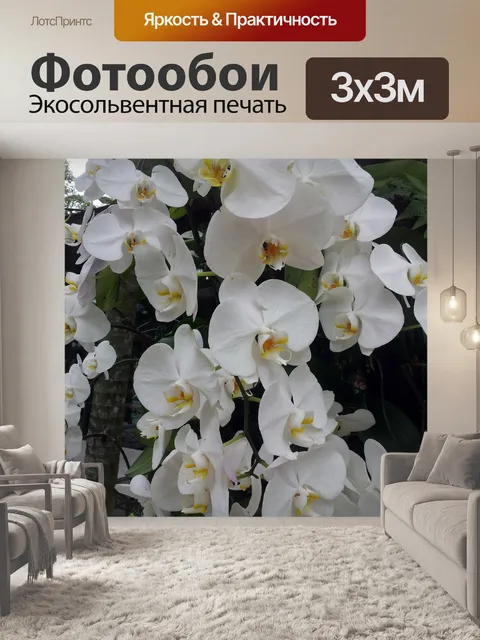 Фотообои Белый цветок орхидеи в цвету