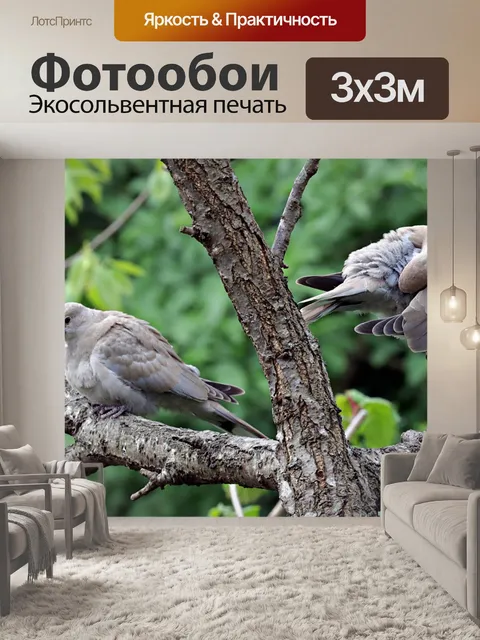 Фотообои Пара голубей с воротником