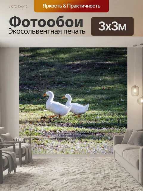Фотообои Две утки пешком