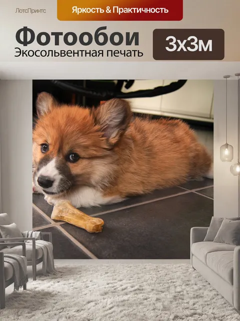 Фотообои Вельш корги