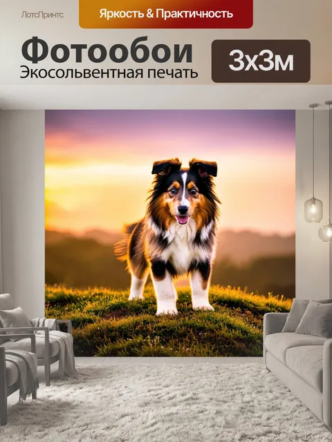 Фотообои щенок колли, с длинной шерстью и выразительными глазами, стоящий на вершине холма при закате
