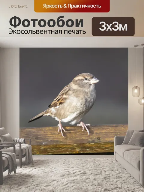Фотообои Воробей