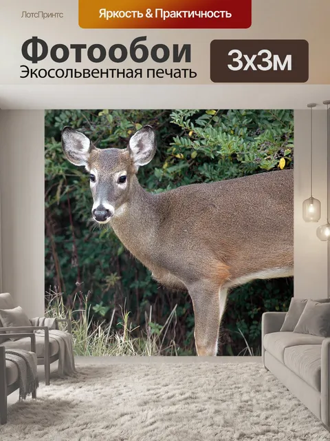 Фотообои Олень в диких условиях