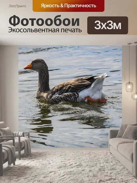 Фотообои Канадский гусь