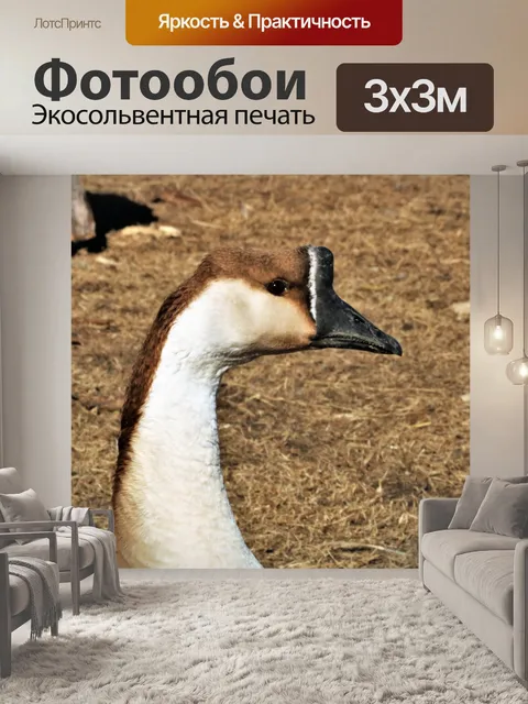 Фотообои Профиль китайского гуся