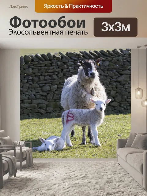 Фотообои Ягнят с матерью овец