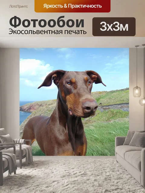 Фотообои Доберман