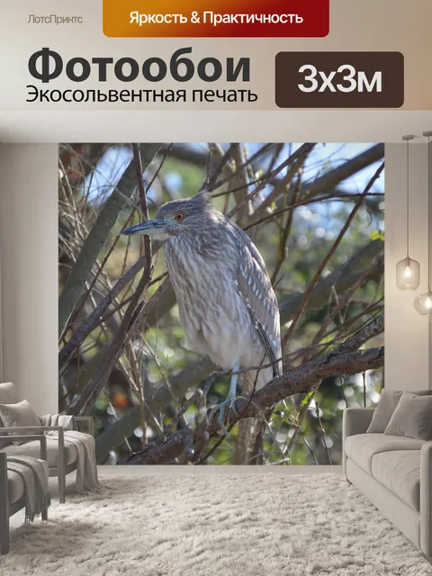 Фотообои Черная цапля