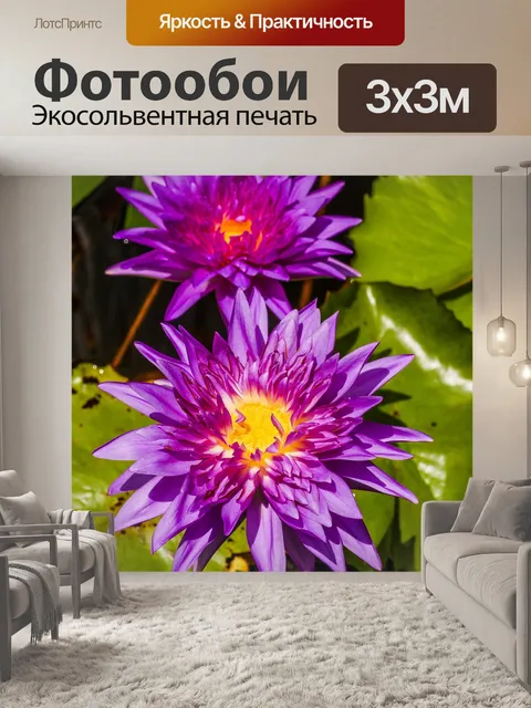 Фотообои Красивый цветок лотоса кувшинки