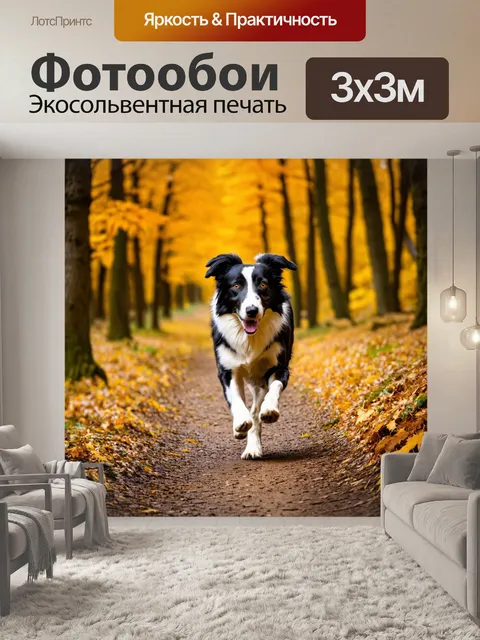 Фотообои бордер-колли, бегущий по лесной тропе во время золотой осени
