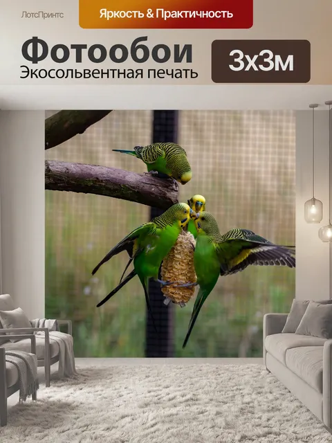 Фотообои Дикий волнистый попугайчик