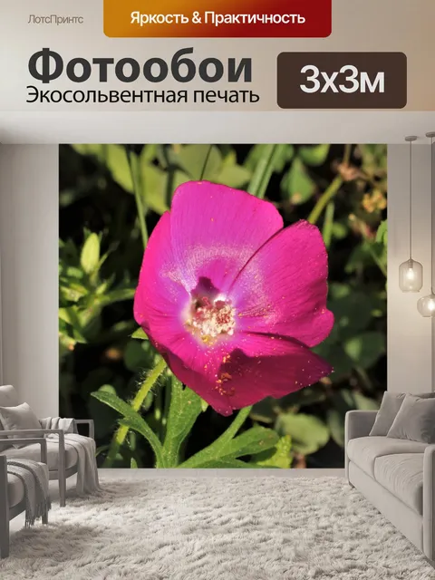 Фотообои Фиолетовый Мак Маллоу Уайлдфлауэр