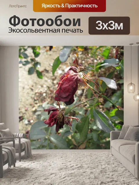 Фотообои Увядшие розы макрос 4