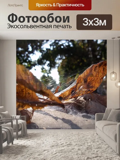 Фотообои Паутина