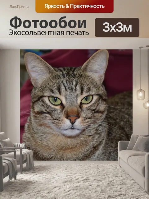 Фотообои Кошка