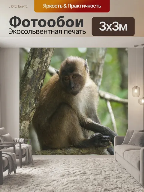 Фотообои Мангровые заросли