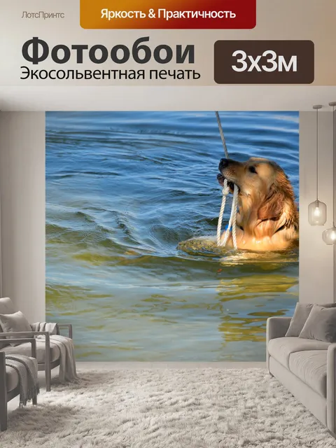 Фотообои Золотистый ретривер
