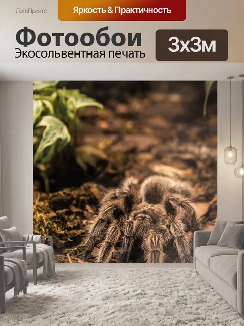Фотообои тарантул
