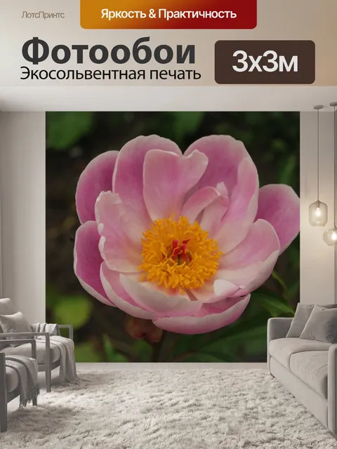 Фотообои Пион крымский