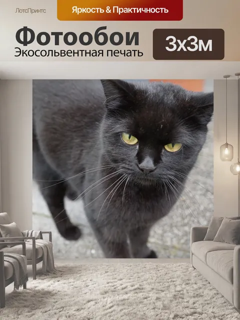 Фотообои Кот