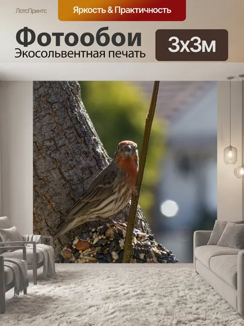 Фотообои Красный дом Финч крупным планом