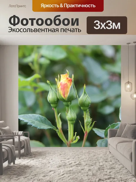 Фотообои Розовый куст