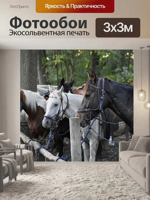 Фотообои Лошади