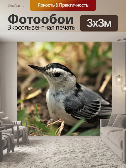 Фотообои Белогрудый поползень крупным планом
