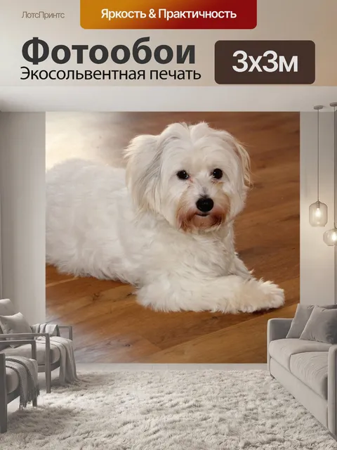 Фотообои Котон де тулеар
