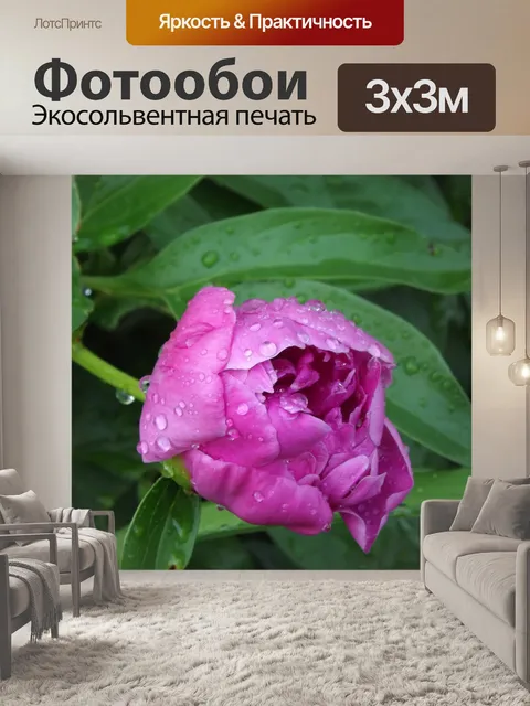 Фотообои Фиолетовый тюльпан