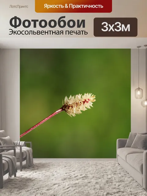 Фотообои одного коричневые семена цветок