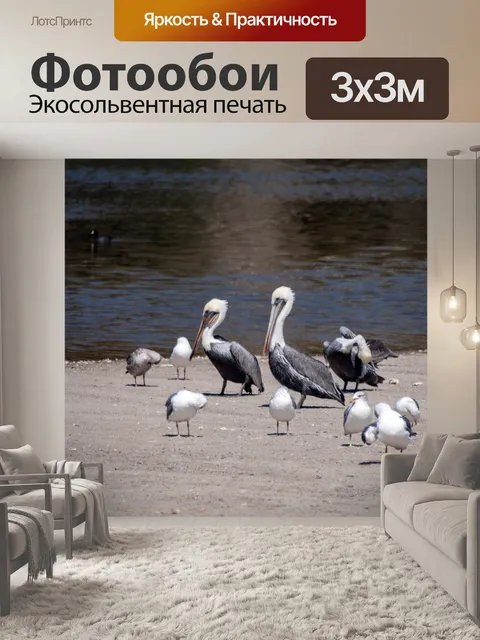 Фотообои Пеликаны и чайки