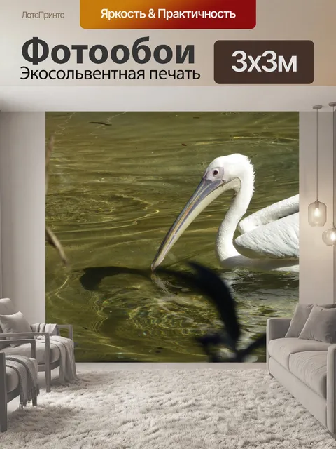 Фотообои Белый Пеликан