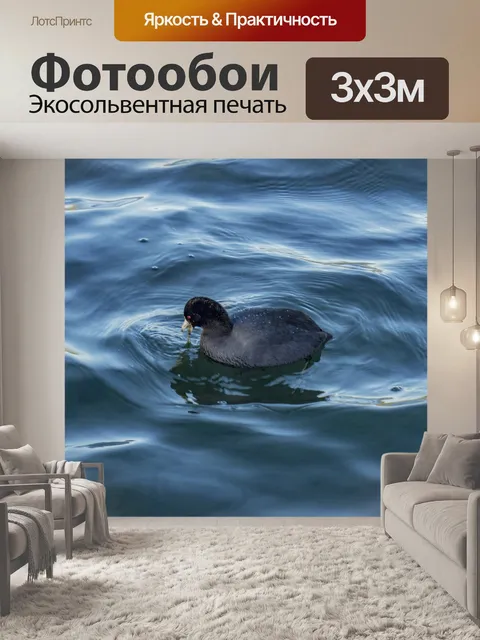 Фотообои Лысуха плавание