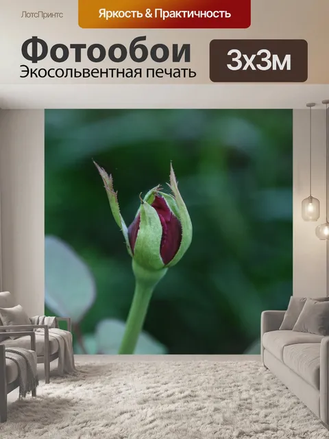Фотообои Бутон розы