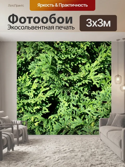 Фотообои Можжевельник, хвойные, сад, бутон