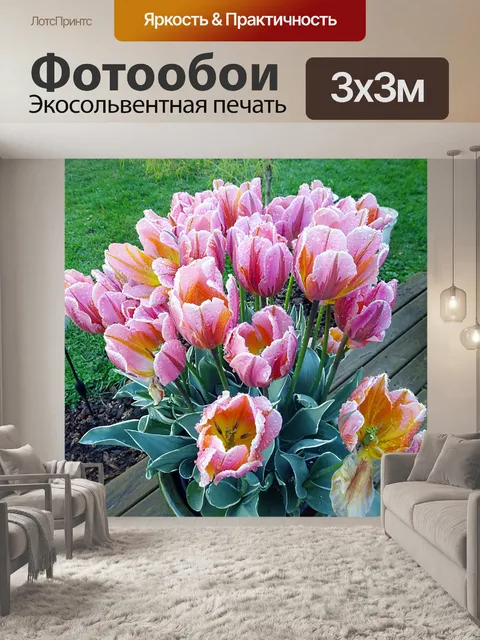 Фотообои Розовые тюльпаны